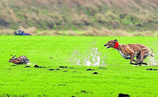 Un galgo persigue a una liebre durante una competición.