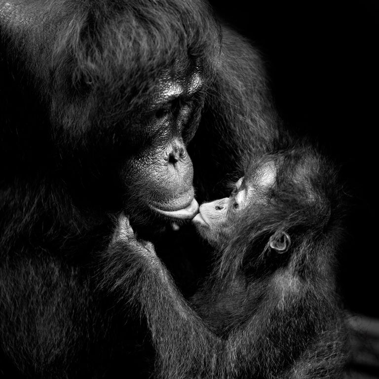 El Museo de la Evolución Humana inaugura una nueva exposición fotográfica