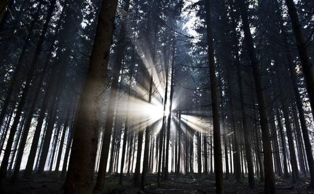 Un bosque de Weilburg, en Alemania. 