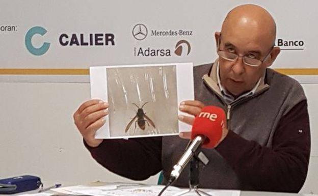 Aurelio Pérez muestra la imagen de la peligrosa avispa. 