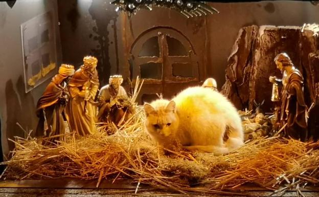 El felino dentro junto a la Virgen, San José, el niño y los Reyes Magos. 