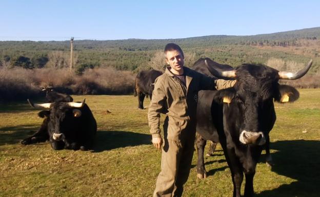 Actualmente en Quintanar se están domando seis vacas serranas. 