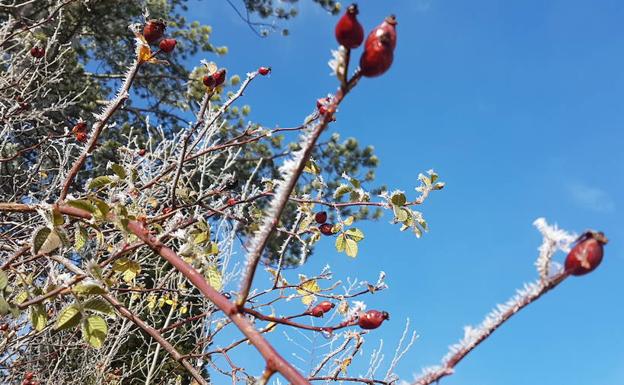 El frío se apodera de Burgos con mínimas de -9º en Aranda de Duero y Palacios de la Sierra