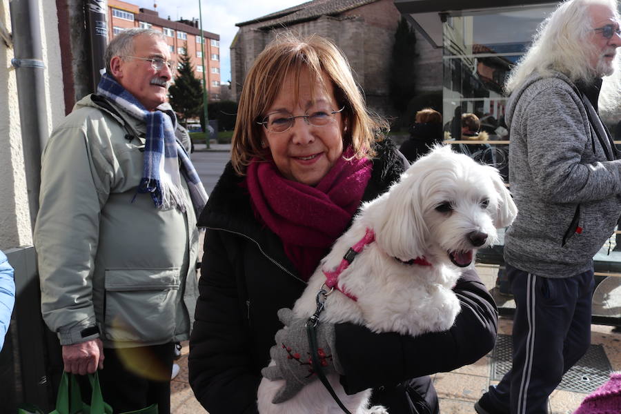 Fotos: En imágenes, la bendición de los animales de San Antón