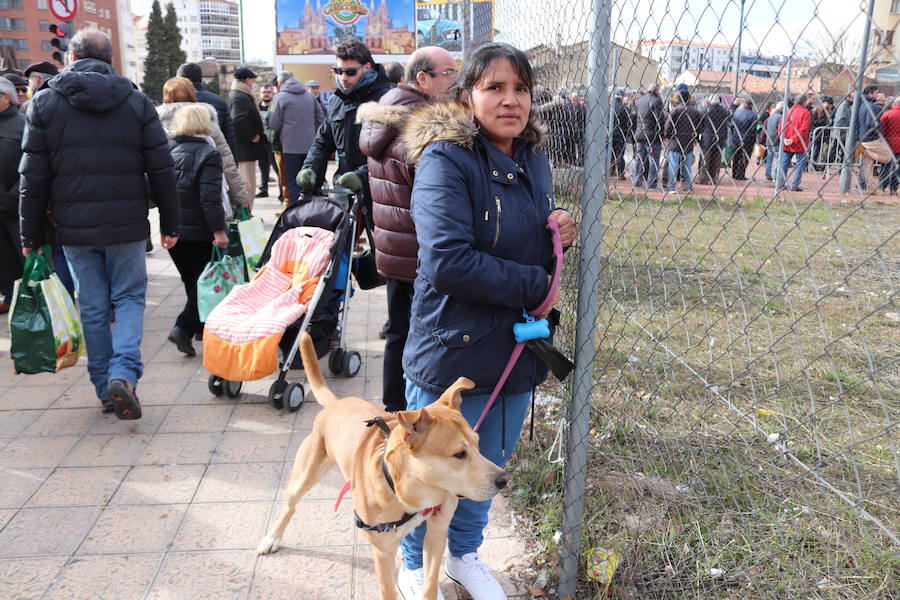 Fotos: En imágenes, la bendición de los animales de San Antón