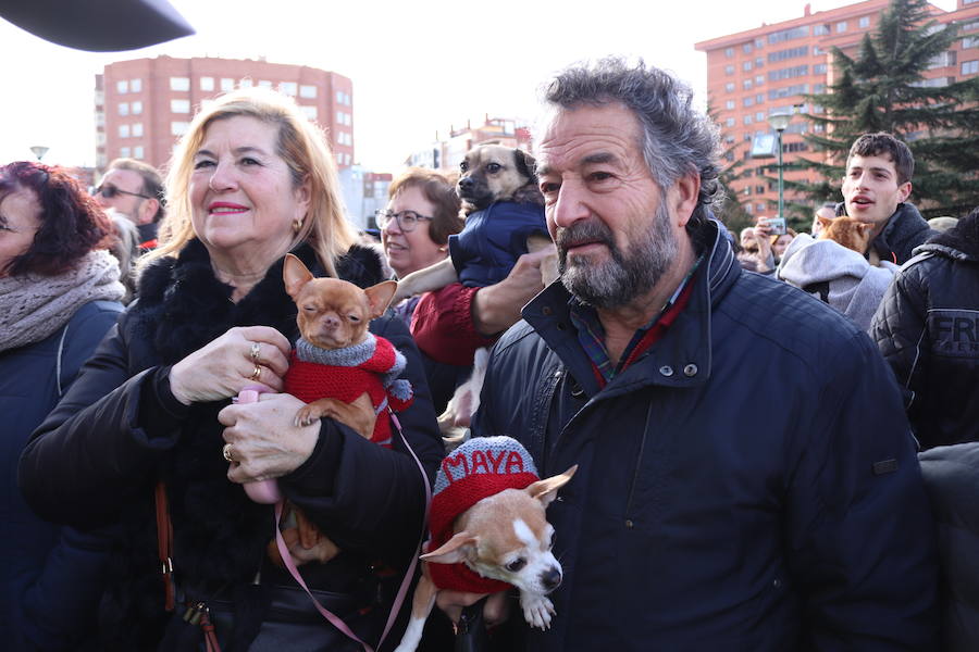 Fotos: En imágenes, la bendición de los animales de San Antón