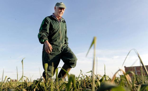 Un agricultor trabaja en un campo de cereal en la zona de Medina del Campo, en Valladolid. 