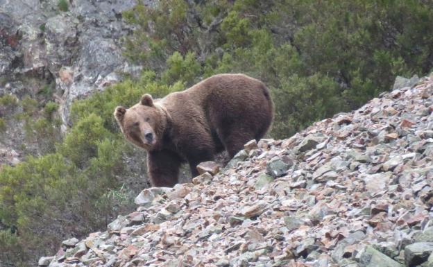 Un oso pardo macho adulto. 