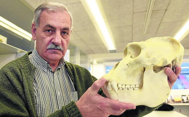 José María Bermúdez de Castro posa con una reproducción de un cráneo de gorila, en las instalaciones de complejo burgalés de la Evolución Humana. 