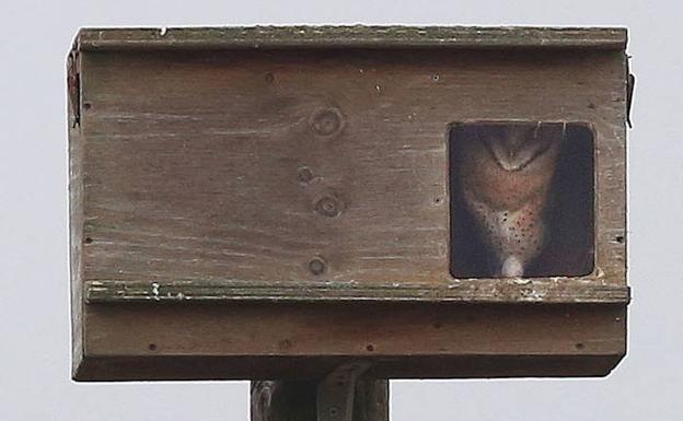 Una lechuza se asoma por la ventana de una caja nido instalada en Villarramiel. 