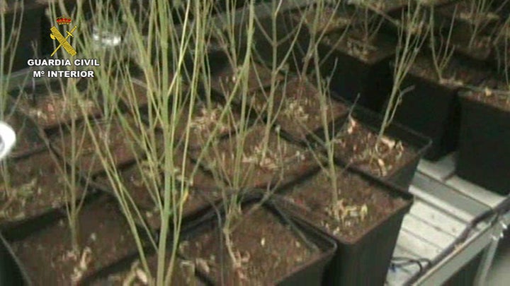 La Guardia Civil desmantela uno de los laboratorios de cultivo de marihuana más grandes y profesionales de los últimos años.