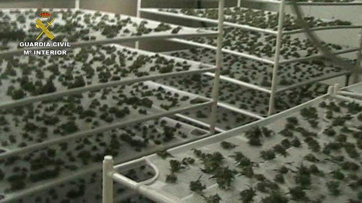 La Guardia Civil desmantela uno de los laboratorios de cultivo de marihuana más grandes y profesionales de los últimos años.