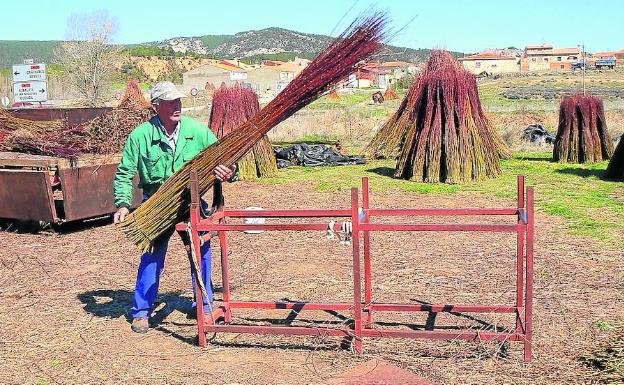 Las ramas se miden y se dejan secar. 