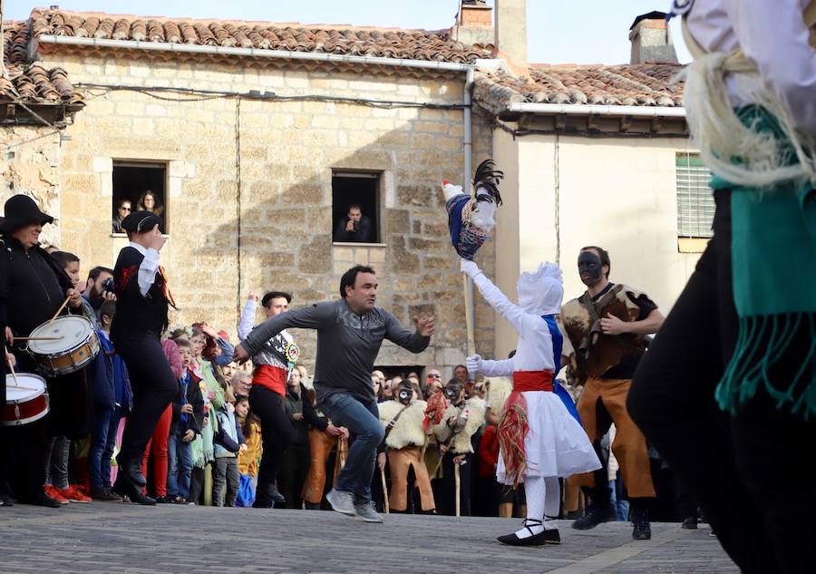 La localidad burgalesa representa su fiesta pagana, recuperada tras la dictadura, en la que los mozos intentan robar el ave al rey, simbolizado en un niño, y protegido por el zarramaco