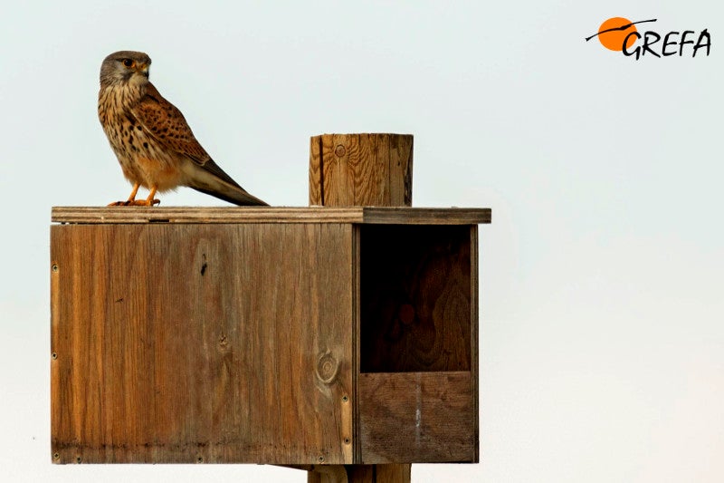 Fotos del trabajo de la ING conservacionista GREFA en la provincia de Burgos. El proyecto Monachus se desarrolla en Huerta de Arriba donde se quiere reintroducir el buitre negro. En VIllafruela se lucha contra la plaga de topillos con aves rapaces depredadoras.