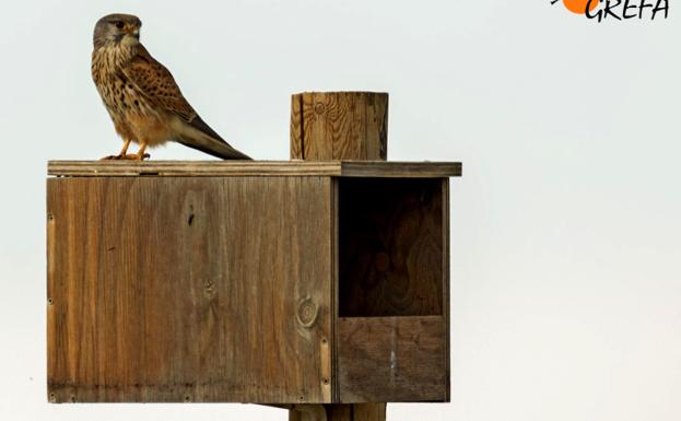 Un macho de cernícalo sobre una de las cajas nidos instalada en Villafruela. 