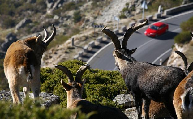 Varios animales observan el paso de un coche por una carretera. 