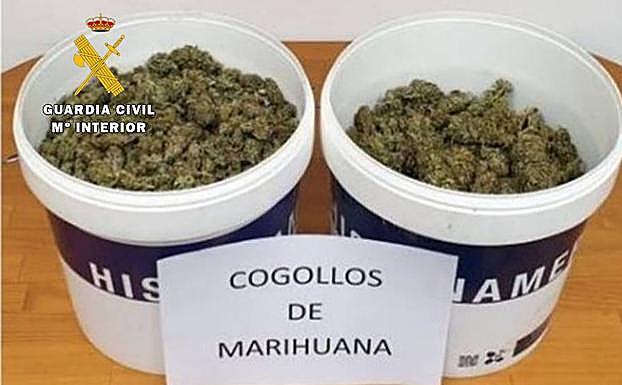 Cogollos de marihuana incautados por la Guardia Civil en esta operación.