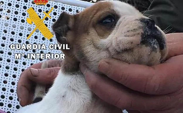 Imagen del cachorro sustraído. 