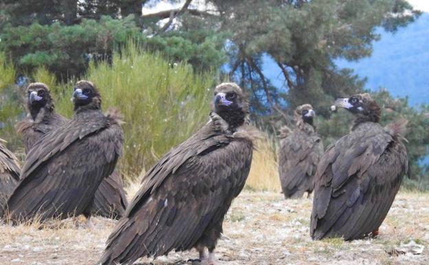 Buitres negros en la zona de reintroducción de la Sierra de la Demanda, ubicada en el municipio de Huerta de Arriba. 