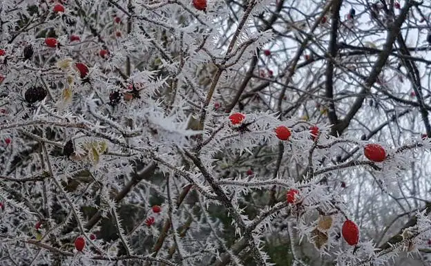 Palacios de la Sierra marca la temperatura más baja del país con 6,6 grados bajo cero