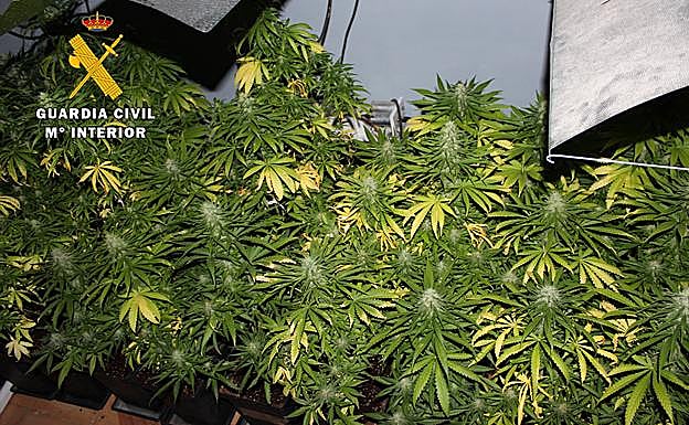 Plantación de marihuana intervenida. 