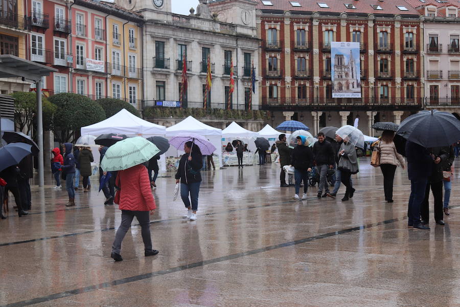 El tiempo ha marcado el desarrollo de la celebración del Día del Libro en Burgos. La afluencia por la mañana ha sido baja por culpa de la lluvia, pero por la tarde ha mejorado el tiempo y los puestos han recibido a un gran número de curiosos.