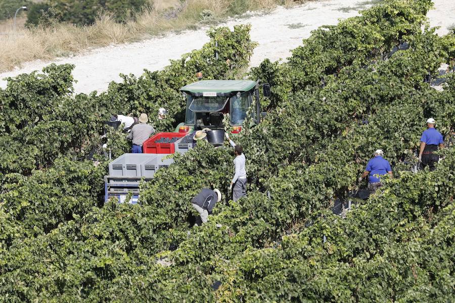 Trabajos de vendimia en una bodega de la comarca de Peñafiel. 