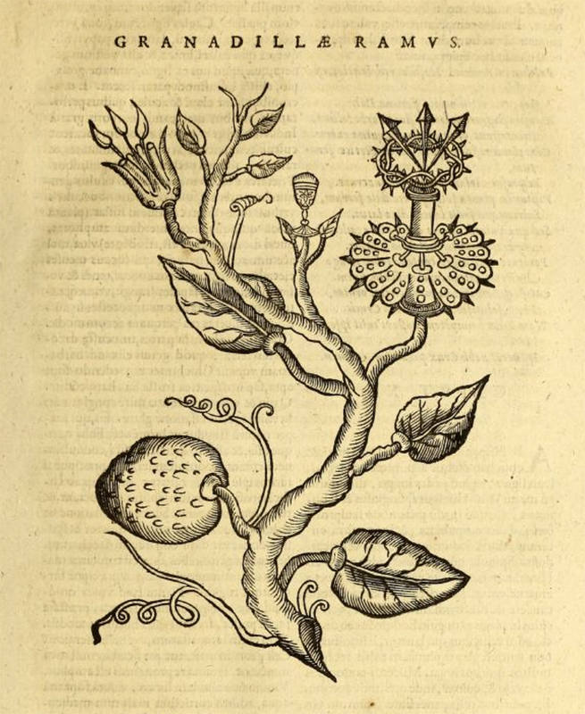 Ilustración de la granadilla o pasionaria en la 'Historia naturae' de Juan Eusebio Nieremberg, 1634.