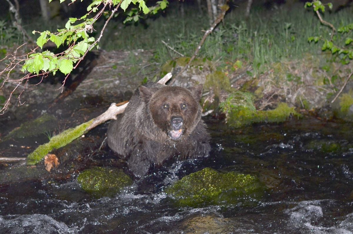 Fotos: Hallan un oso pardo en la localidad berciana de Palacios del Sil