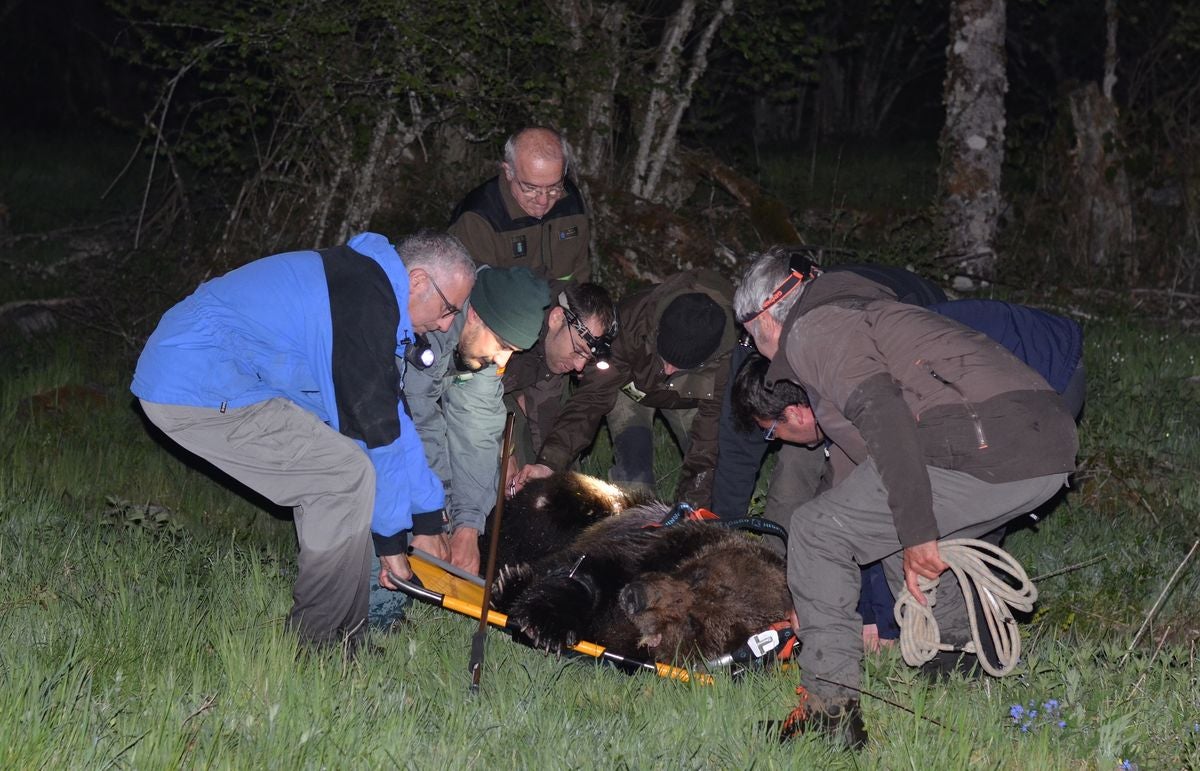 Fotos: Hallan un oso pardo en la localidad berciana de Palacios del Sil