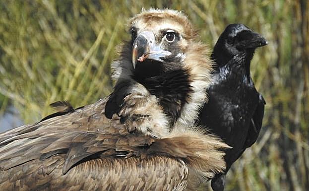 Imagen de la hembra de buitre negro, Brínzola. 