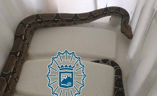 Boa constrictor intervenida en la plaha de La Malagueta de Málaga.