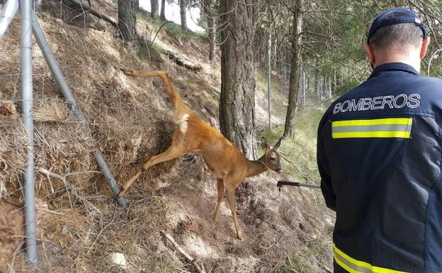 Corza atrapada en la valla antes de ser rescatada. 