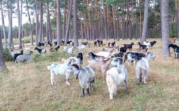 Cabras autóctonas en el monte de Quintanar de la Sierra. 