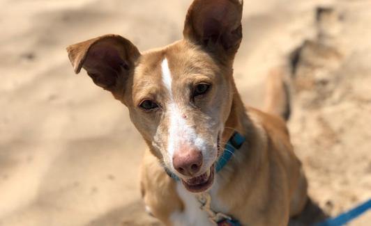 Ari es una podenca de 8 años. Abandonada por sus dueños cazadores. Cuenta con una lesión severa de columna por una caída de 8 metros de altura mientras cazaba. Por no prestarle asistencia veterinaria, ahora debe aprender a caminar de sus patas de atrás. Busca casa definitiva.