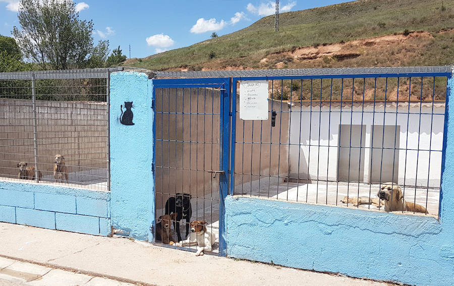 La Protectora de Burgos y Proanbur están necesitados de voluntarios, casas de acogida, adopción y cualquier ayuda. 