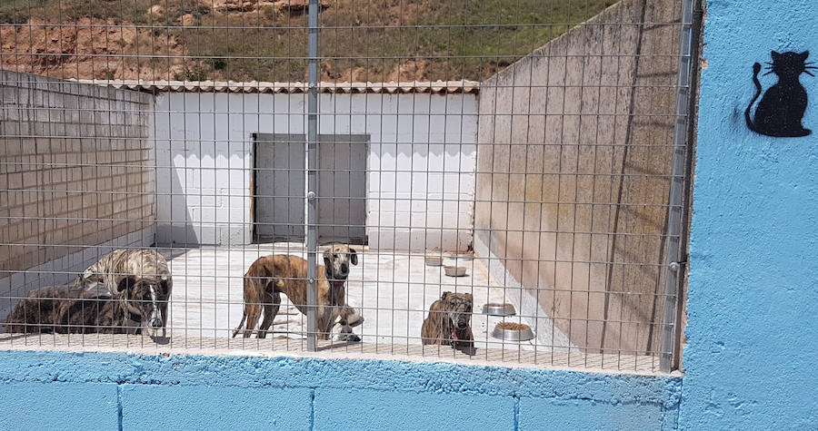 Un gran número de galgos son abandonados a lo largo del año. 