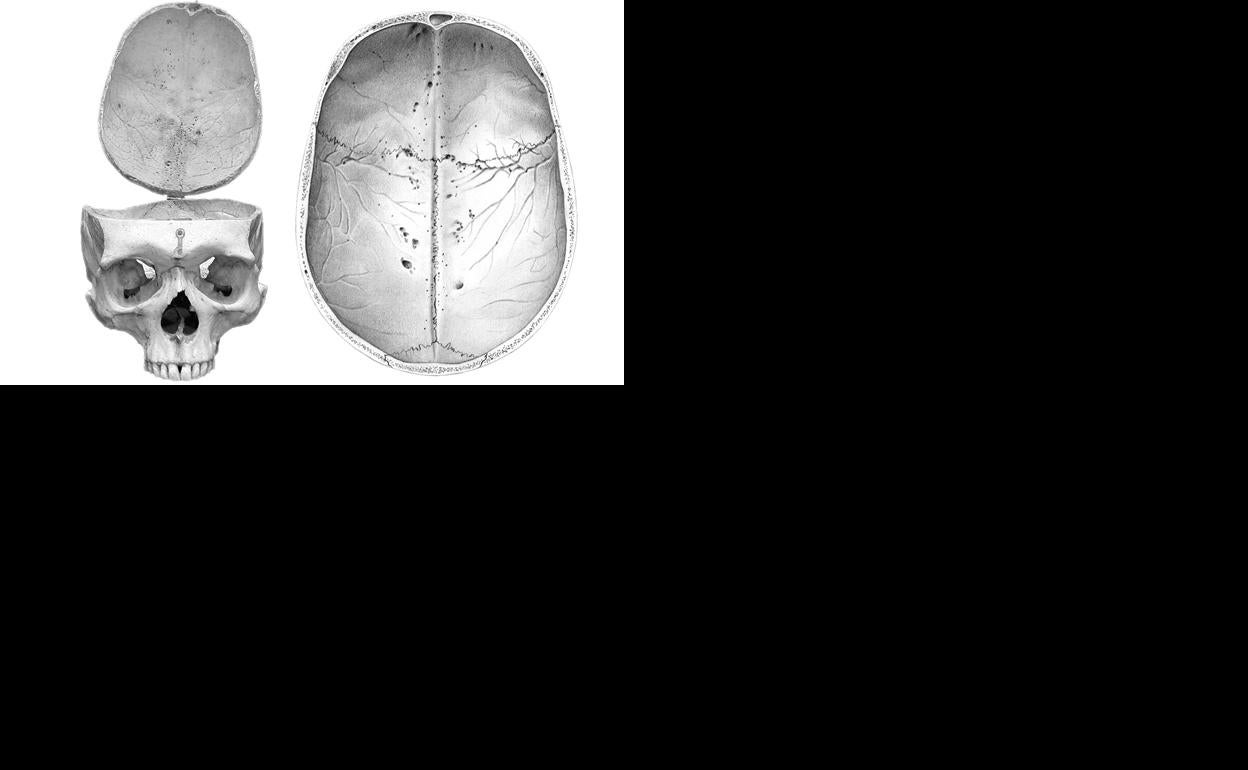 El CENIEH estudia el cerebro humano a partir de las huellas craneovasculares