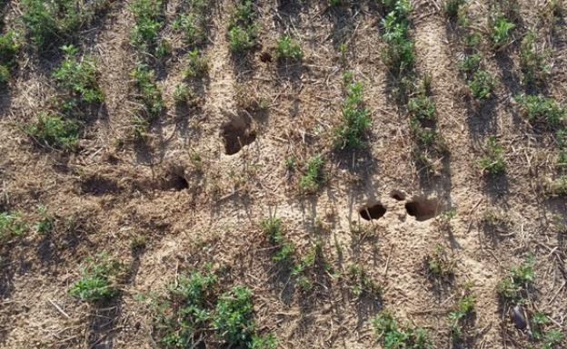 Parcela de alfalfa afectada por los topillos en Villamayor de Campos, Zamora.