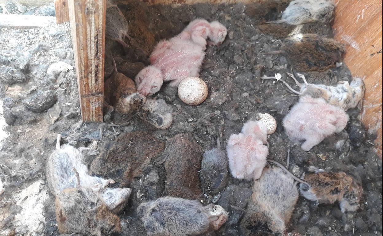 Pollos de lechuza roedeados por topillos cazados por sus padres en un nido de GREFA en Castilla y León. 