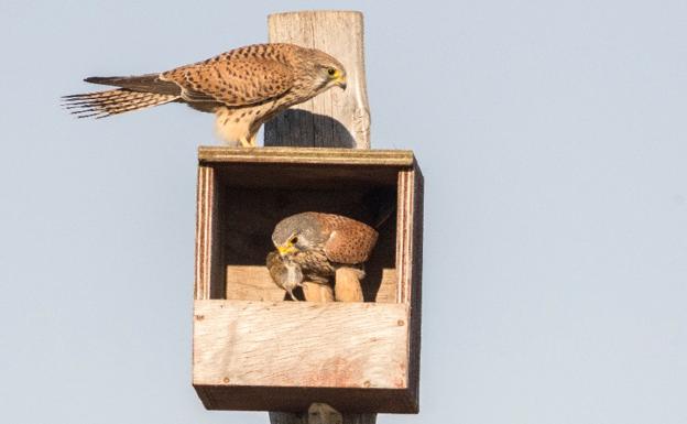 Pareja de cernícalos con un topillo en su nido instalado por GREFA en CyL. 