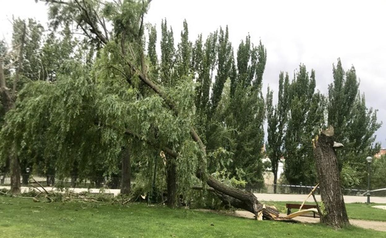 rbol de grandes dimensiones caído en el Paseo de Isabel la Católica de Valladolid. 