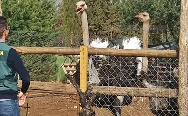 Un guardia civil observa una de las zonas del zoológico. 