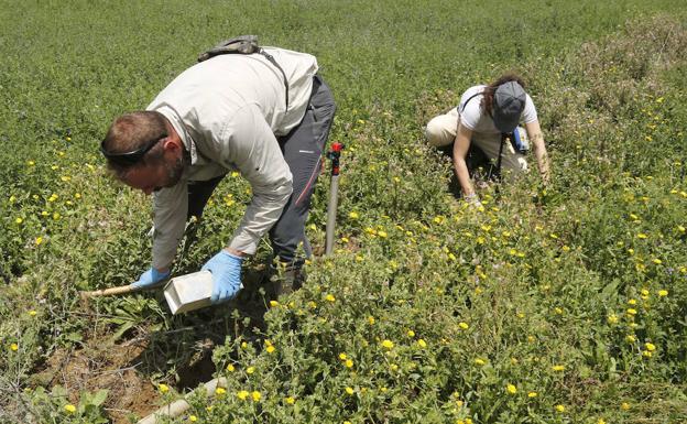 El riego con agua contaminada por topillos muertos propaga la bacteria de la tularemia por los campos de Palencia