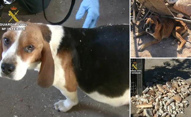 Ayuntamiento y Junta han hecho «oídos sordos» al maltrato de perros en el criadero de Melgar