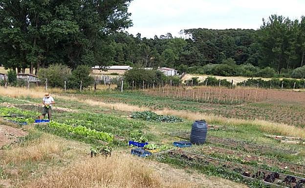 Imagen principal - Los productos del huerto escuela y colectivo de Quintanar de la Sierra: hortalizas, aprendizaje y soberanía alimentaria