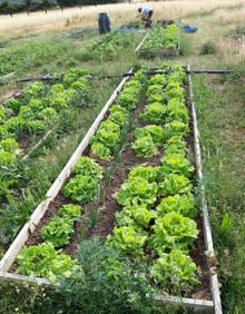 Imagen secundaria 2 - Los productos del huerto escuela y colectivo de Quintanar de la Sierra: hortalizas, aprendizaje y soberanía alimentaria