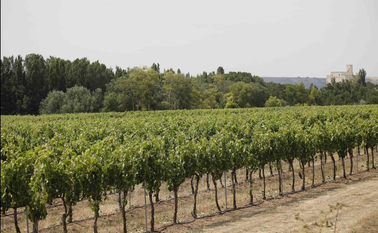 Viñedo en San Martín de Rubiales