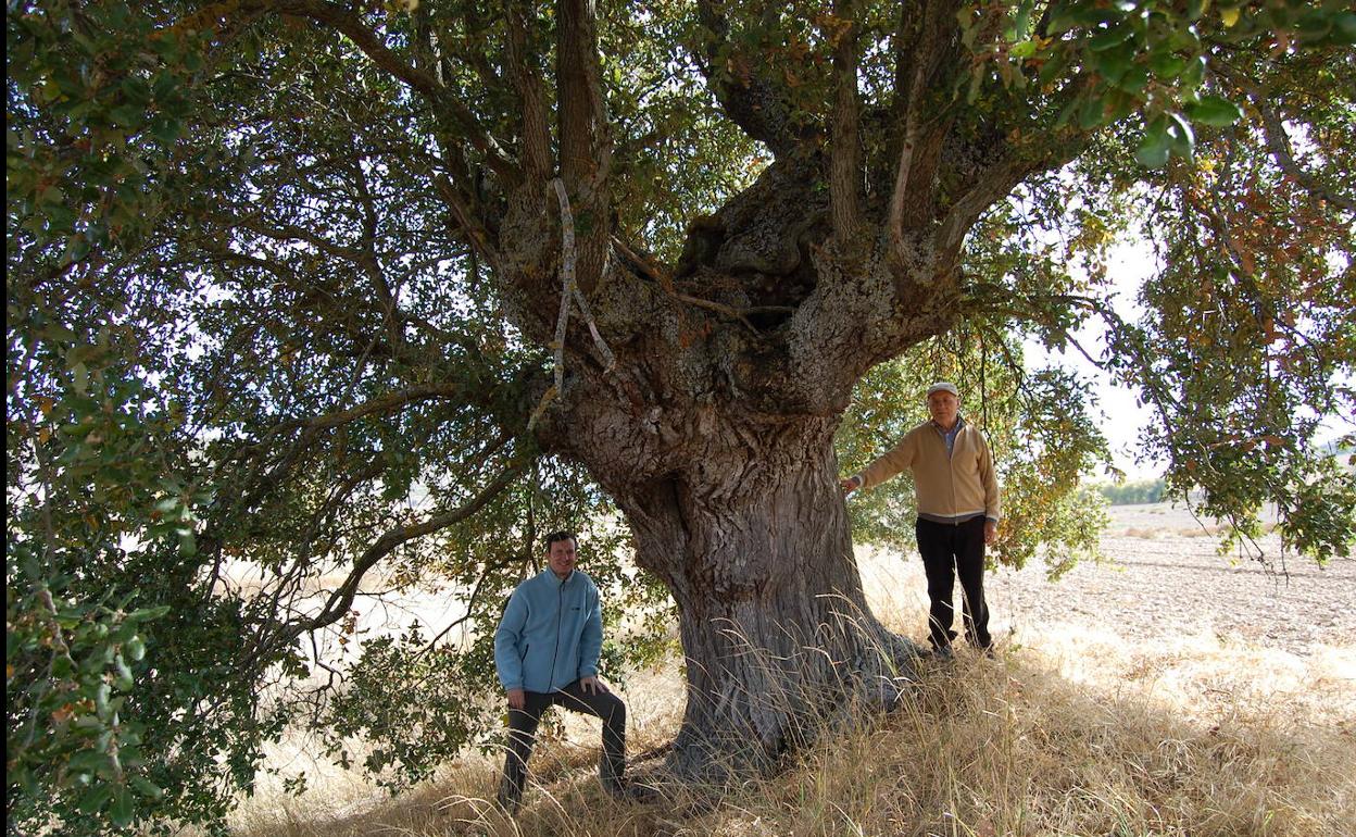 Imagen de un árbol singular de Burgos